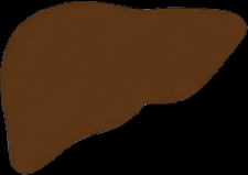 Liver